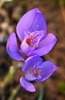 Crocus banaticus