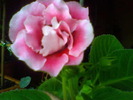Picture 013