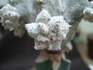 Astrophytum myriostigma cv 'Lotus Land'