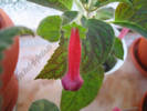 Kohleria Texas Rainbow