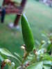 Green Chili Pepper (2009, June 23)