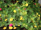 DSC09817