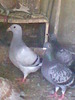 R@k!w-foto225
