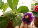 gloxinia mov