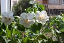 azi 6 sept 2008-hibiscus alb