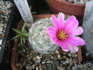 Mammillaria boolii - 03.07