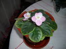 Flori-09