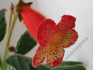 Kohleria Norrsken 4
