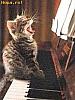 O pisicuta canta la pian si are voce!
