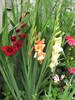 Gladiole pitice 13 iul 2009 (1)