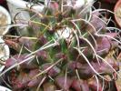 Mammillaria