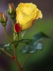 Yellow_Rosesss