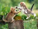 Kittens Desktop Cats Wallpapers Poze Pisici Pisicute la Lupta