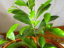 ficus