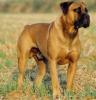 BOERBOEL