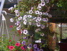 Picture 031