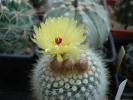 parodia1