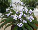 Streptocarpus%20%5C%27Crystal%20Ice%5C%27%20-%20immagine%20tratta%20dal%20web