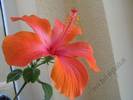 Hibiscus portocaliu degrade 3