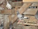 DSC02458