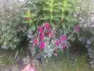 Fotografii-0105