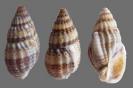 Shell110
