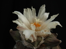 DSC02541