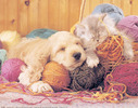 Dog-with-Cat-and-Yarn-Print-C10054652