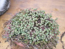 Sedum 1 - 17.01