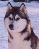 husky