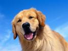 Golden Retriever Wallpaper_ Poze cu caini_ Imagini Golden Retriever