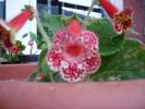 kohleria