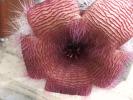 Stapelia flavirostris floare