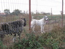 poze 11.10.2009 Jucu 013