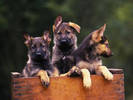 PUP15RK004801