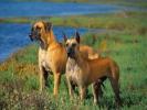 Great Danes Pictures_ Poze cu caini