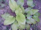 hosta