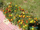 tagetes