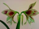 Hippeastrum papillio