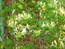lonicera