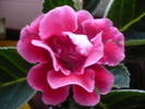 P1020717