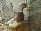 Landente-mit-Haube-(1)