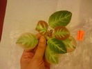 Episcia Lituania - Unpredictable Valley