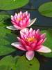 water-lilly-s82w