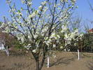 2009_04120066