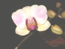 phalenopsis 015b