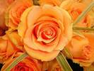 Trandafiri-portocalii-293