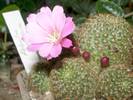 Rebutia perplexa