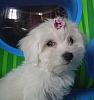 Bichon Maltese