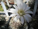 Gymnocalycium ragonesii - 15.06